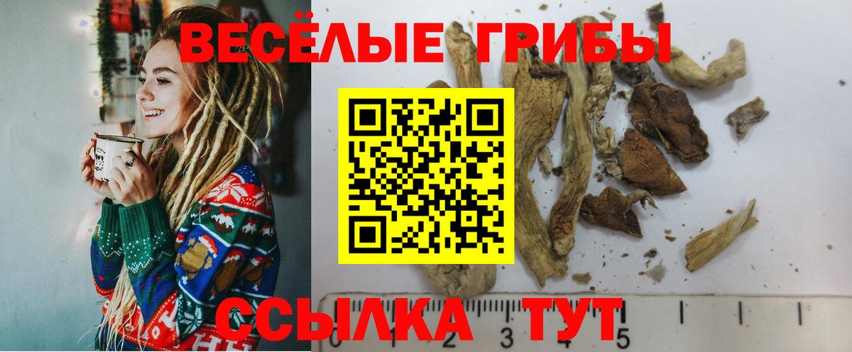 Губкинский  Галлюциногенные грибы мицелий  Вход с VPN  Псилоцибиновые грибы Cubensis 
